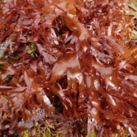 Dulse (Palmaria palmata) flakes 25kg